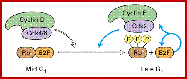 Image result for RB protein