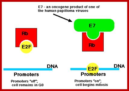 http://www.biology-pages.info/E/E7_Rb.gif