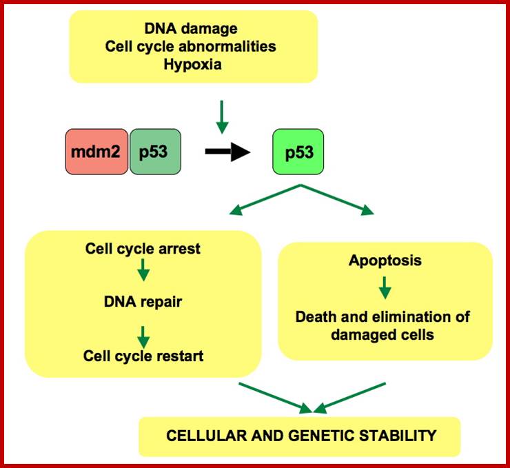 Image result for Cell cycle specific Transcriptional regulation of Mitotic Genes