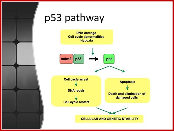 Image result for Cell cycle specific Transcriptional regulation of Mitotic Genes