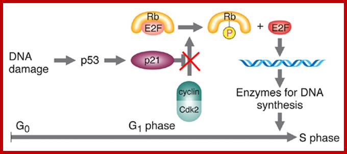 http://www.bio.miami.edu/dana/pix/inhibitorycontrol.jpg