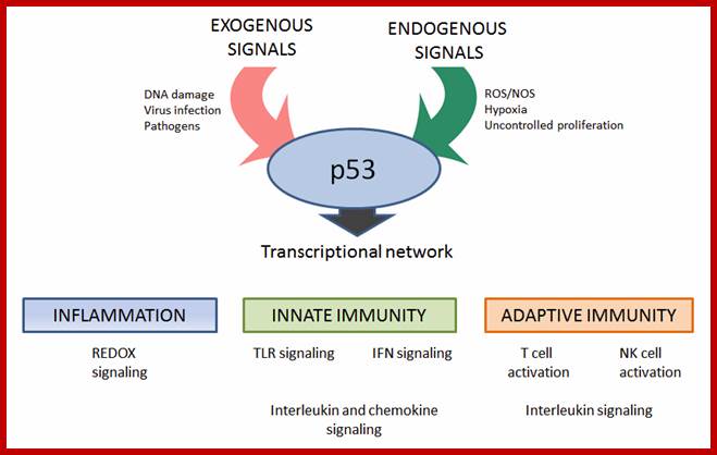 Image result for RB protein