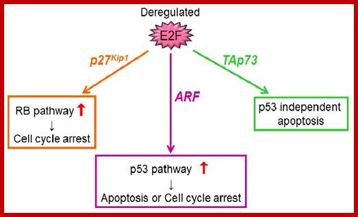 Image result for RB protein