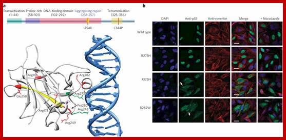 Structure of p53 protein and the effects of mutations on protein cellular localization.