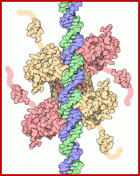 https://cdn.rcsb.org/pdb101/motm/images/p53-bound.gif