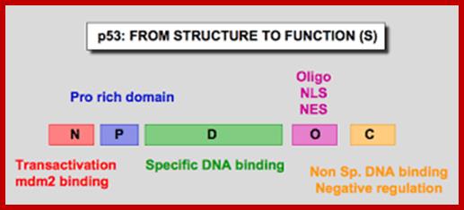 Image result for p53 protein structure