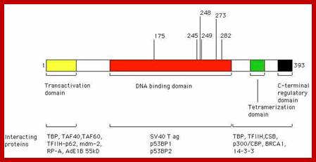 Image result for p53 protein structure