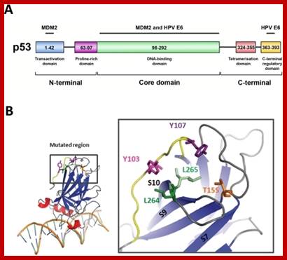 Localization of residues within the structure of p53 core domain.(A) Schematic view of the domain structure of p53. The 393-residue p53 protein comprises an N-terminal transactivation domain (blue), followed by a proline-rich region (purple), a central DNA-binding core domain (green), a tetramerization domain (red) and a regulatory domain (yellow) at the extreme C-terminus. The regions of possible interaction between p53 and MDM2 or p53 and HPV E6 are indicated. (B) Enlarged view of the three-dimensional structure of p53 core domain. Mutants analysed for this study are all localised in the same tridimensional region, distal from the DNA binding site. The leucine 265 is shown in light green, the leucine 264 in dark green, the threonine 155 in orange, the tyrosine 103 in pink, the tyrosine 107 in purple and the region in yellow corresponds to the residues 99 to 107. The β-strands are shown in blue (S7, S9 and S10) and the a-helix in red. The view was created from PDB entry: 1TSR using the PyMOL software.