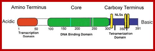 Image result for p53 protein structure