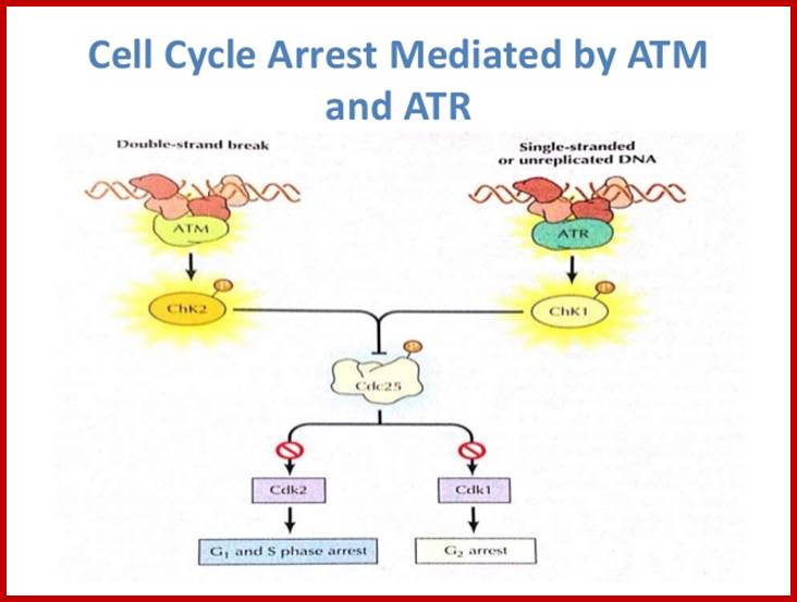 cell-cycle-regulation-15-638.jpg (638479)