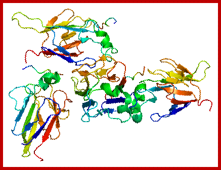 Protein CHEK2 PDB 1gxc.png