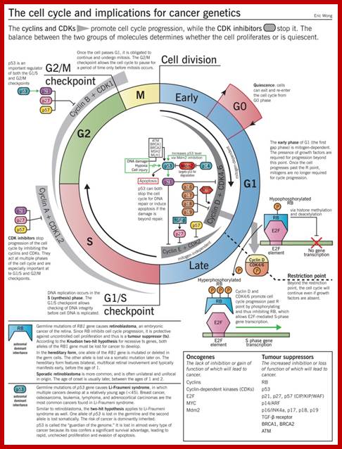 http://www.pathophys.org/wp-content/uploads/2012/10/Cell-cycle-copy.jpg