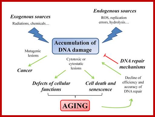 Image result for senescence and apoptosis difference