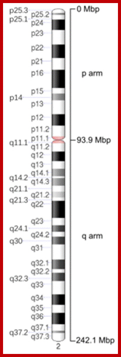 Description: Map of Chromosome 2