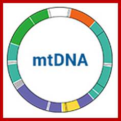 Description: mtDNA images