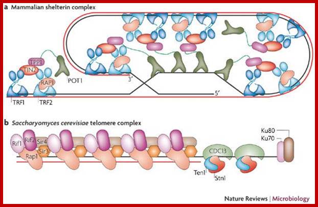 Telomere structure and function in trypanosomes: a proposal