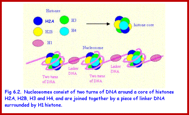 Text Box:  
Fig 6.2.  Nucleosomes consist of two turns of DNA around a core of histones H2A, H2B, H3 and H4, and are joined together by a piece of linker DNA surrounded by H1 histone.

