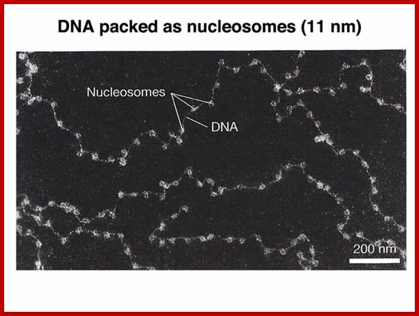 chromatin packing