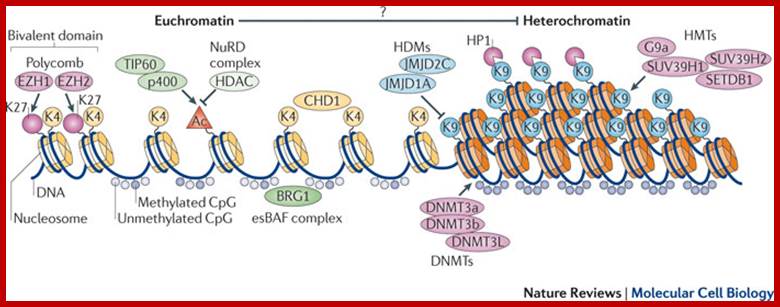 Open chromatin in pluripotency and reprogramming