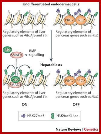 Epigenetic 'pre-patterning' for lineage specification.