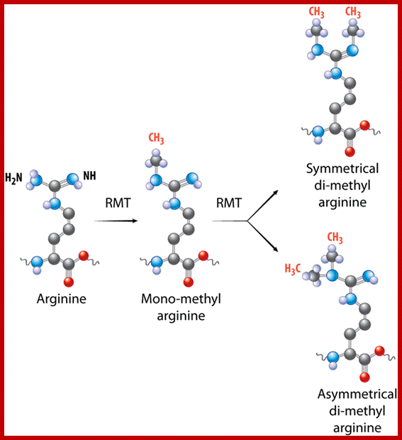 KandR Methyl States_1