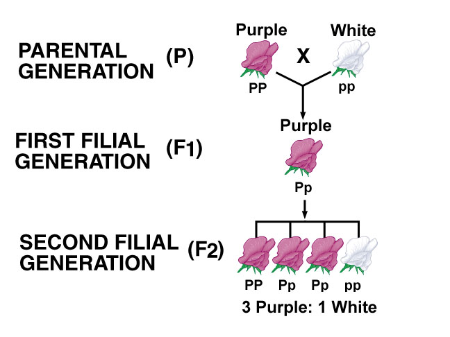 external image Offspring-of-monohybrid-cross-in-ratio.jpg