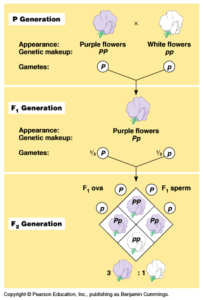 monohybrid1