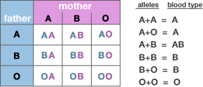 http://learn.genetics.utah.edu/content/inheritance/blood/images/inherit.png