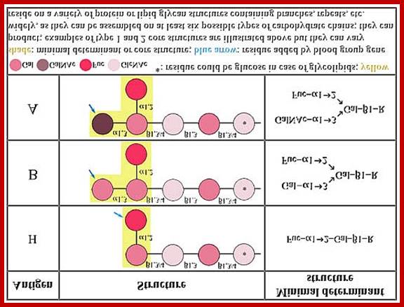 ABO H-epitopes