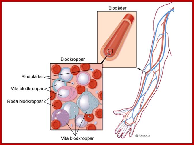 Blodkroppar