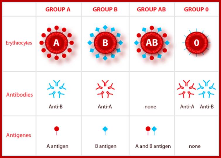 http://mendelmuseum.muni.cz/aplikace/mmMendelovoMuzeum/KrevniSkupiny/images/en/antibodies_table.png