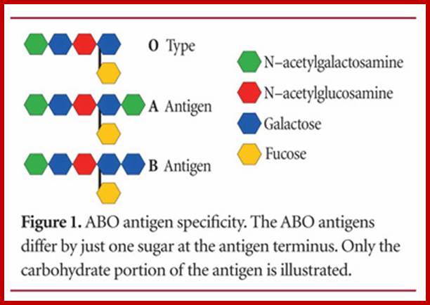 http://www.icr.org/i/articles/imp/imp-3647-ABO%20antigen.jpg