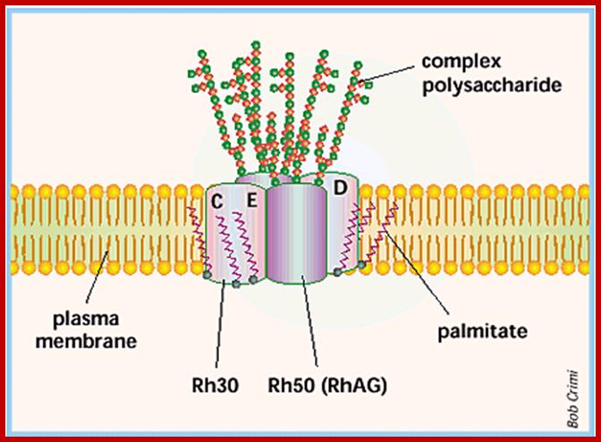 Rh antigen