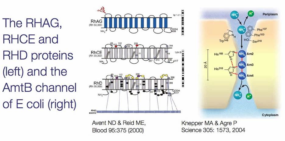 http://nfs.unipv.it/nfs/minf/dispense/immunology/lectures/files/images/rhag_genes.jpg