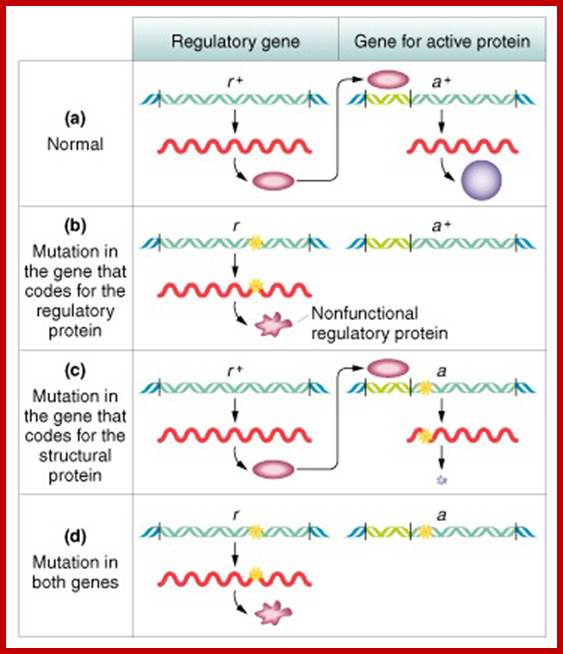 http://www.mun.ca/biology/desmid/brian/BIOL2250/Week_Three/regugene.jpg