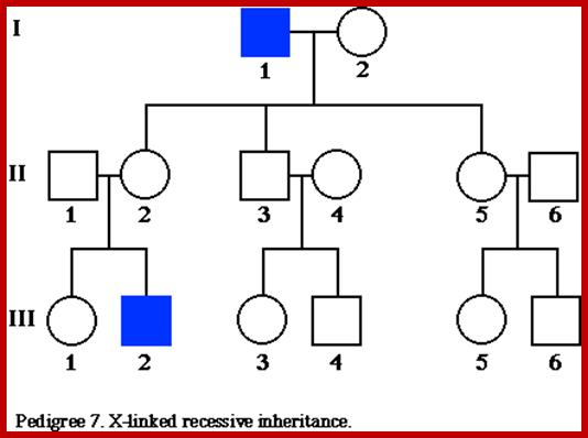 pedigree7