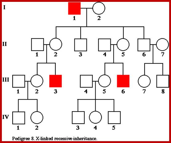 pedigree8