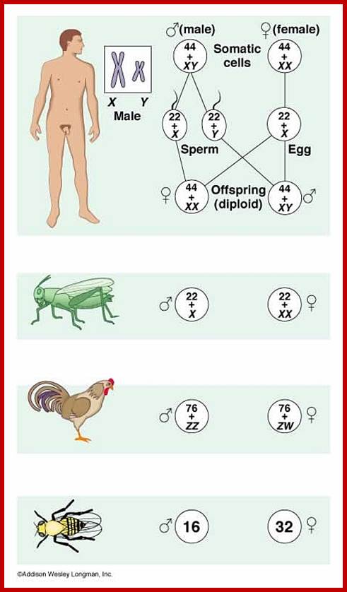 sex chromo