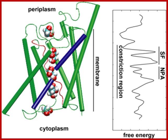 Potential of Mean Force