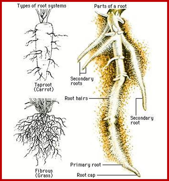 Description: http://www.irwantoshut.net/tree_part_of_root.jpg