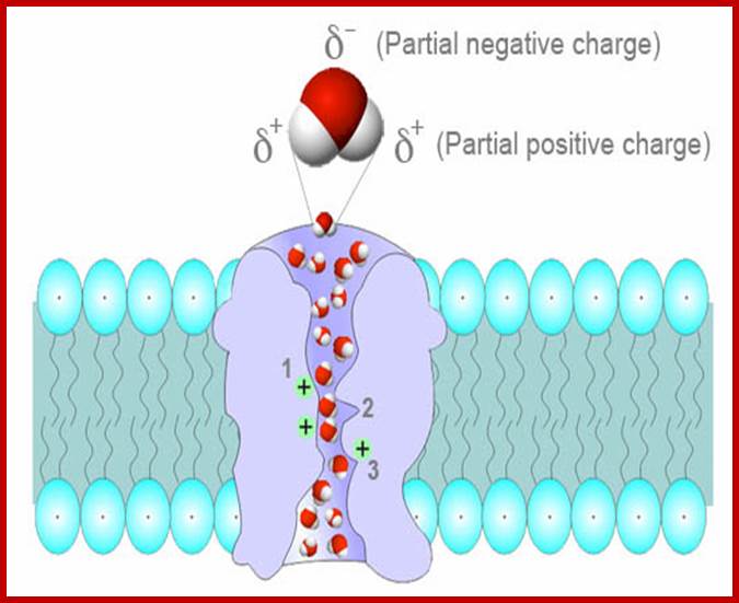 Aquaporin protein channel