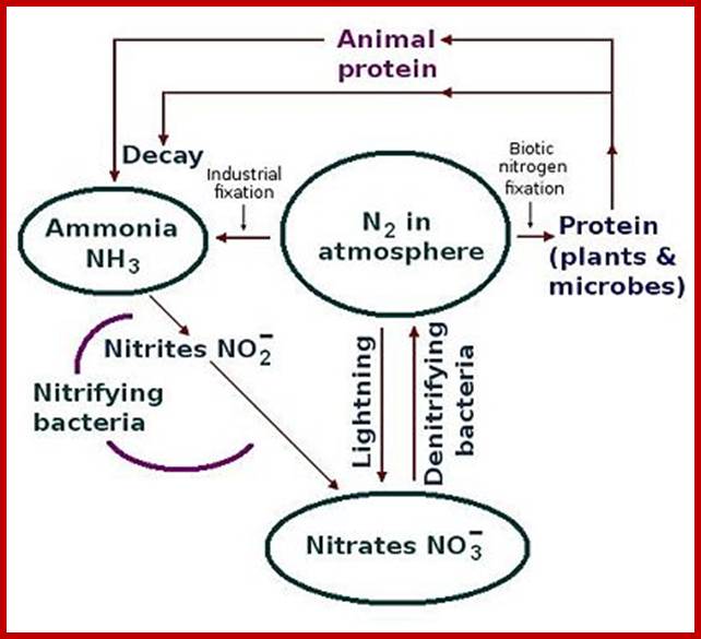 Description: http://en.citizendium.org/images/thumb/0/0b/Nitrogen_Cycle_by_T_Sulcer.jpg/420px-Nitrogen_Cycle_by_T_Sulcer.jpg