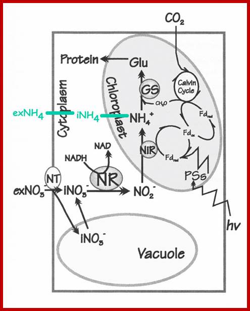 Description: http://www.jochemnet.de/fiu/bot4404/Nr_biochem_kl.jpg