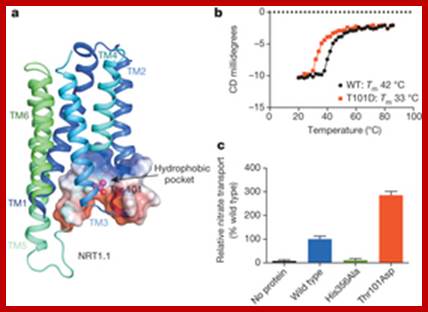 Description: Proposed mechanism for the effect of phosphorylation at Thr[thinsp]101 on nitrate transport.