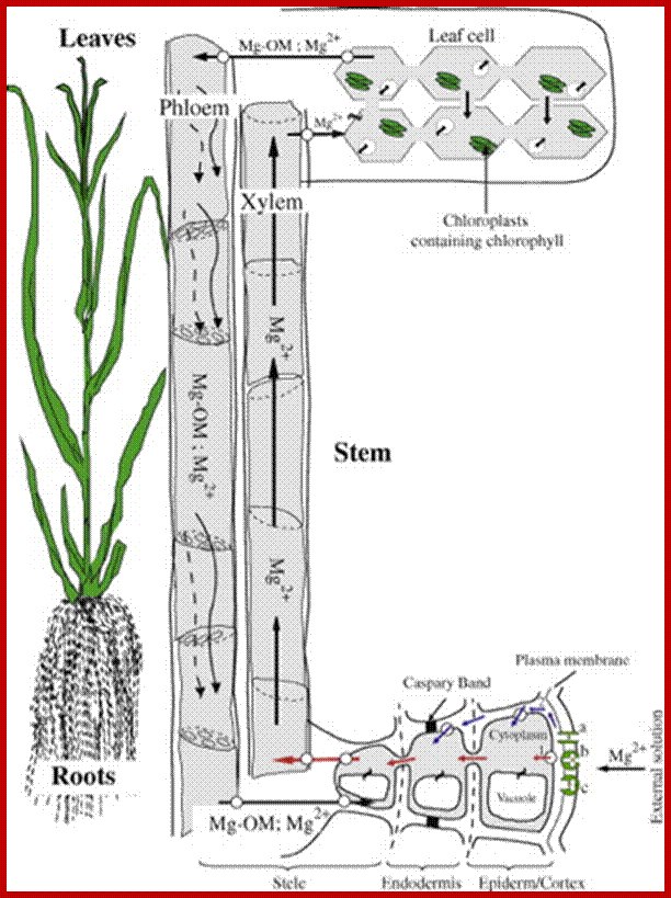 Description: http://www.plantpositiveproducts.com/images/TreloarImgs/adjuvant8.png