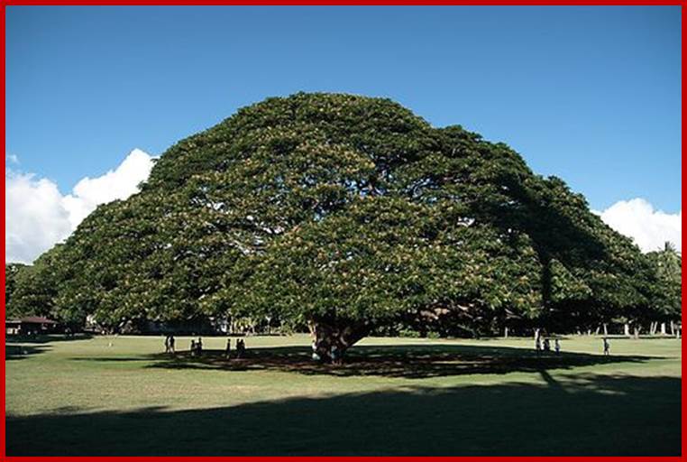 Description: World's Biggest Tree | World's Largest Trees: 