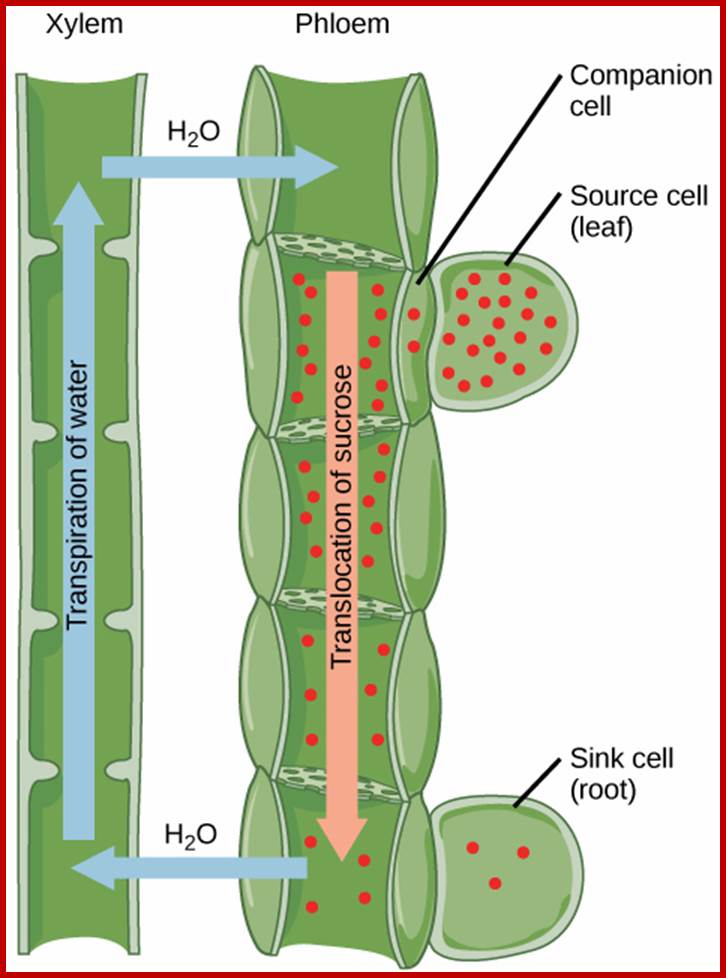  Illustration shows the transpiration of water up the tubes of the xylem from a root sink cell. At the same time, sucrose is translocated down the phloem to the root sink cell from a leaf source cell. The sucrose concentration is high in the  source cell, and gradually decreases from the source to the root.