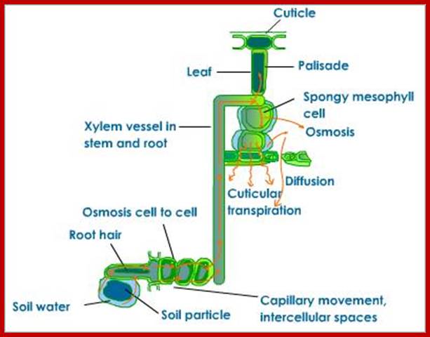 diagrammatic representation of cuticular transpiration from soil particles to cuticle