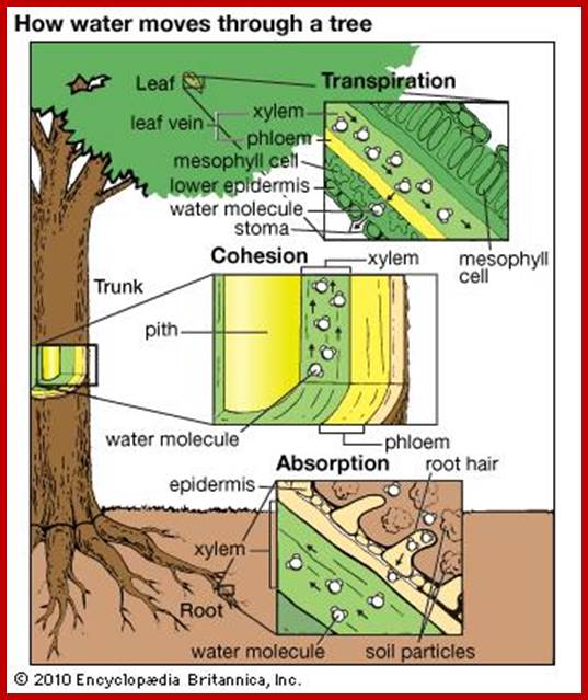 tree: absorption, cohesion and transpiration of water