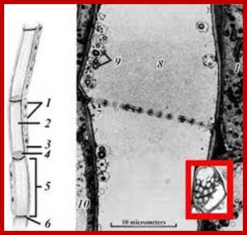 Image result for composition of sieve tube cell components